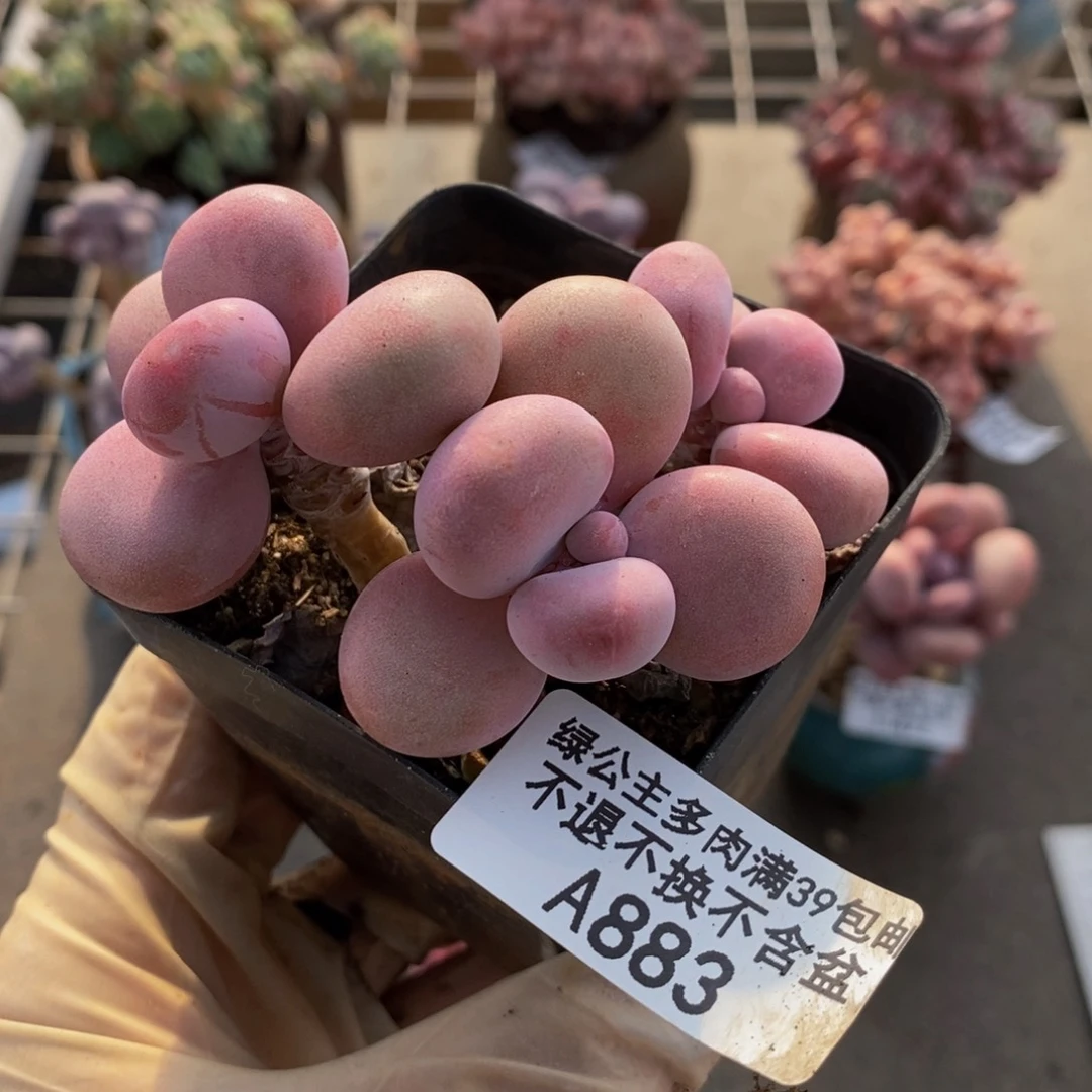 腰子桃蛋883/7v m