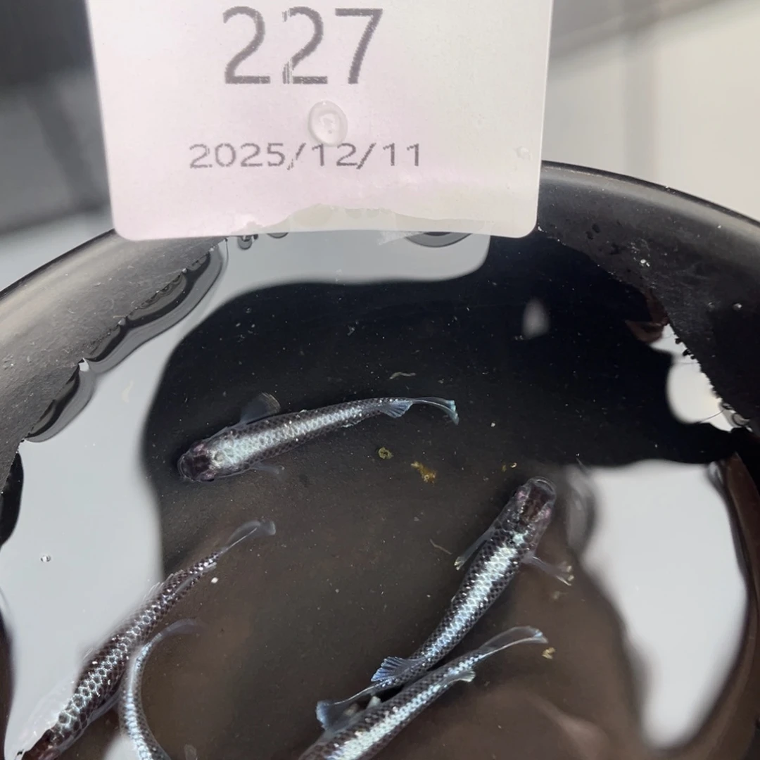 青鳉鱼227午夜裙摆五尾