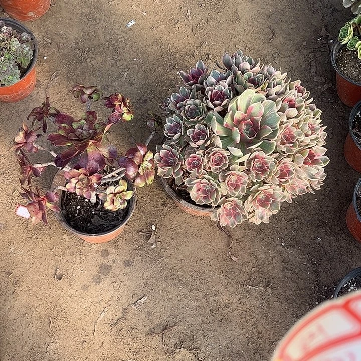 820多肉植物组合，