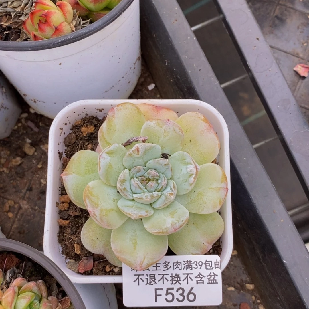 536溏心杂交多肉7cm