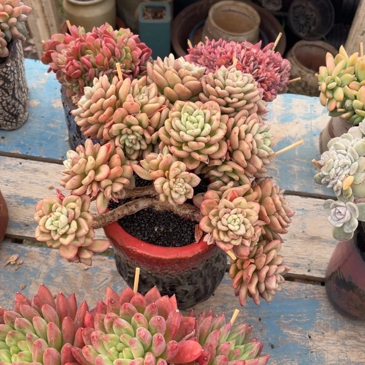 【闪购商品】比尔盖茨