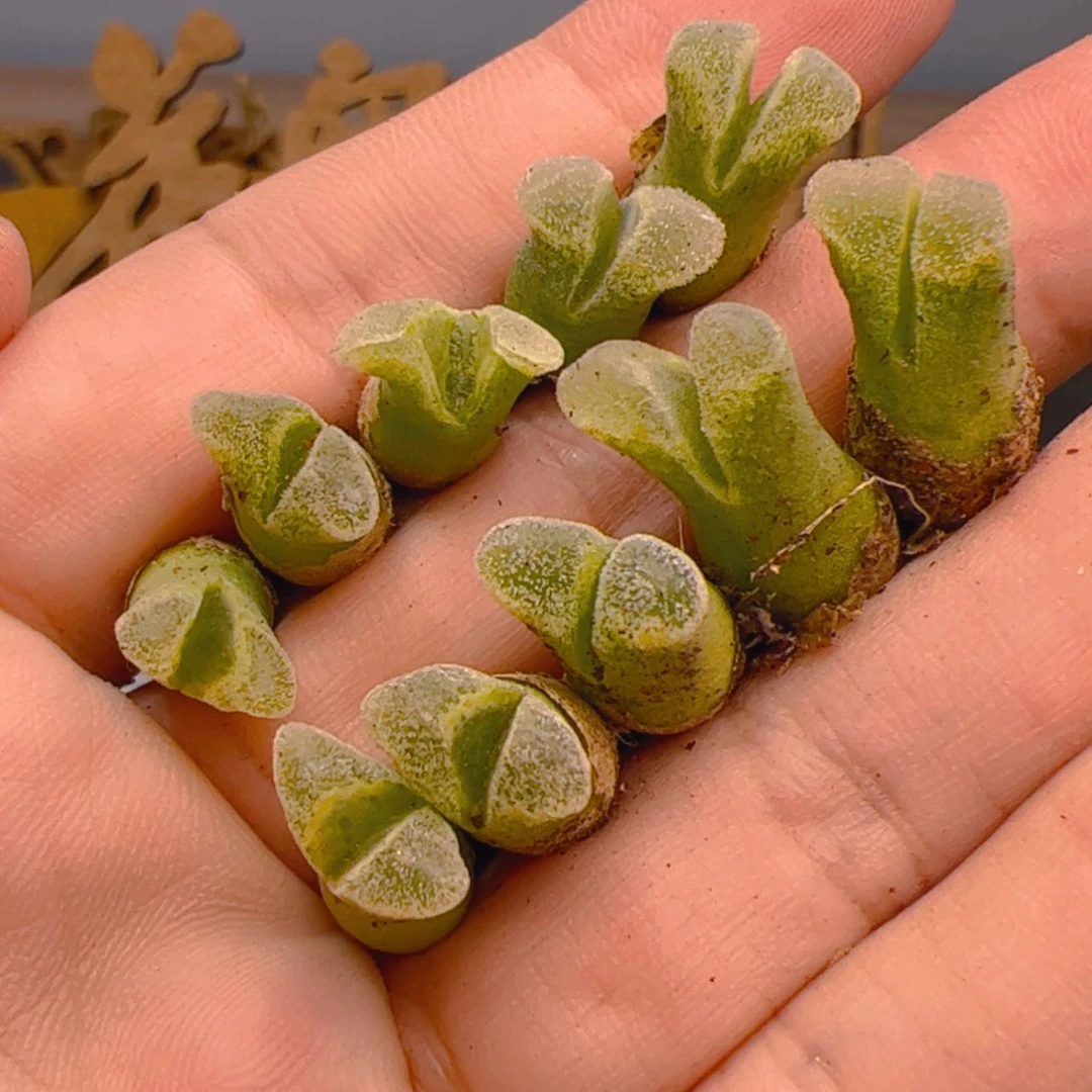 【闪购商品】000000001