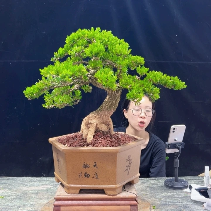 无花朵皱皮黄杨四季常青