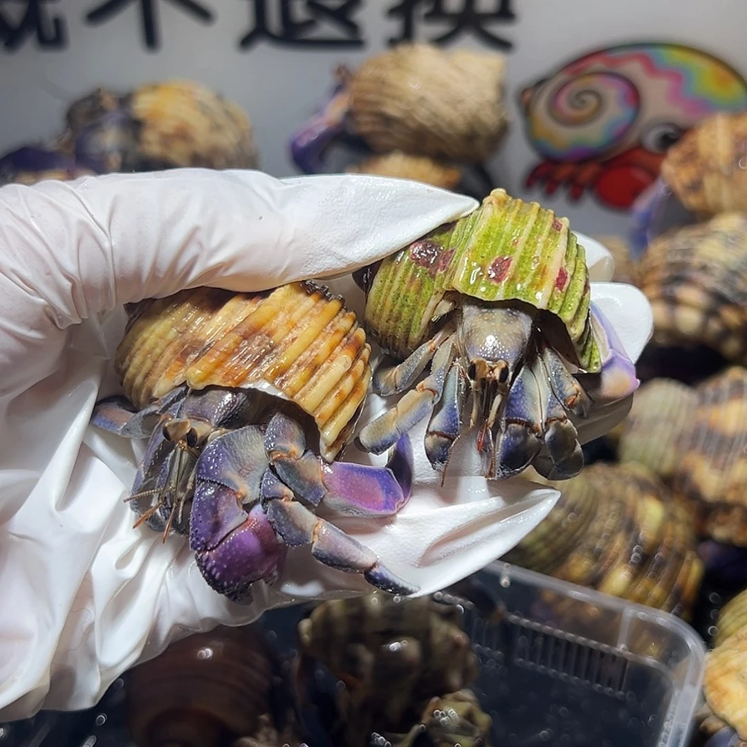 福利组合紫陆两只