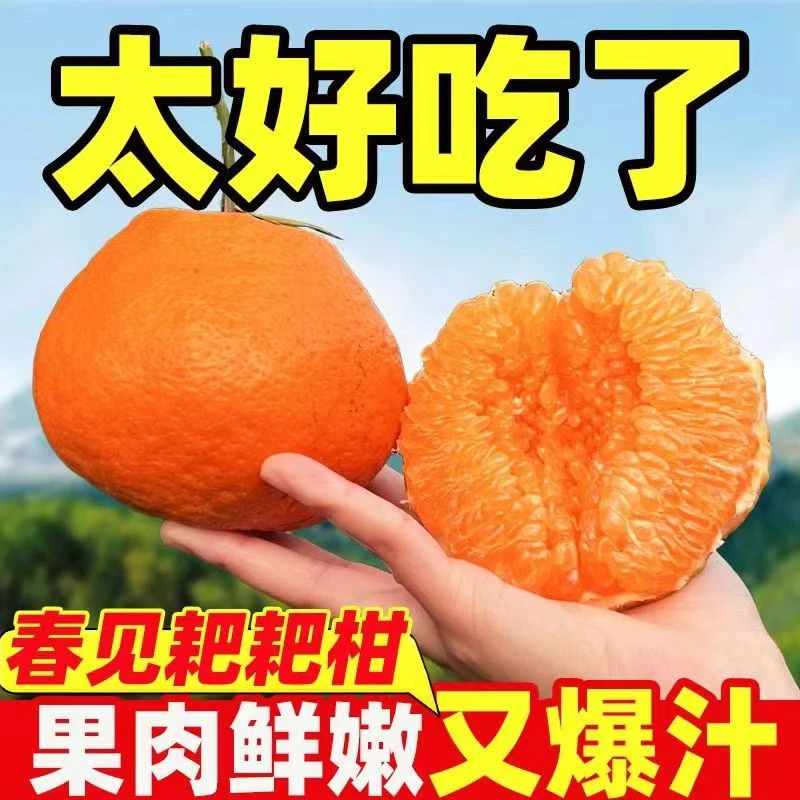 四川春见耙耙柑新鲜多汁现摘现发