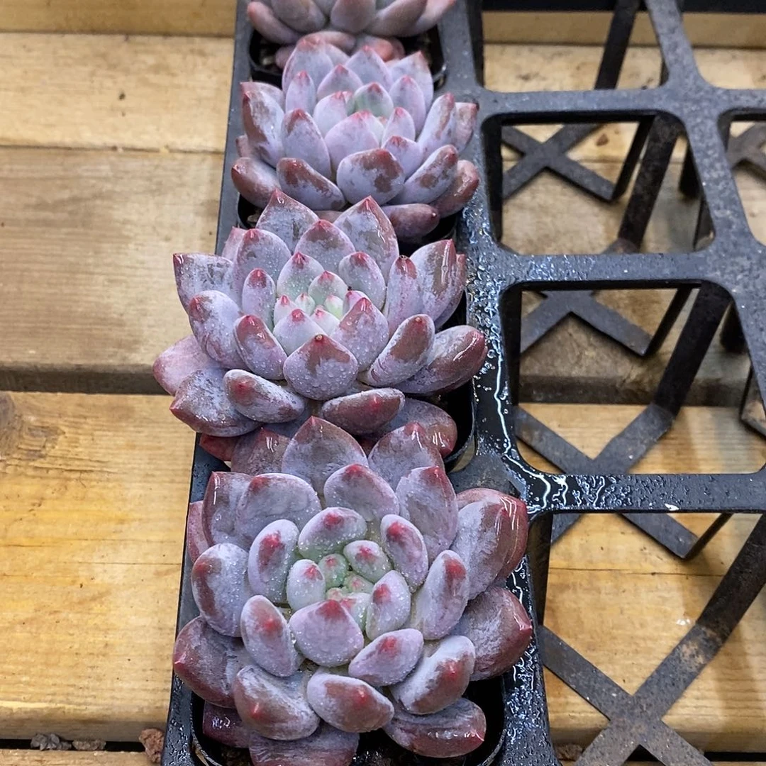 132半夏小单头  福利活动