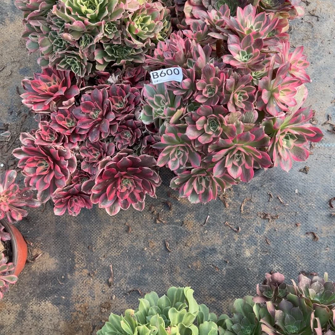 田***锅600四颗组合多肉植物法师