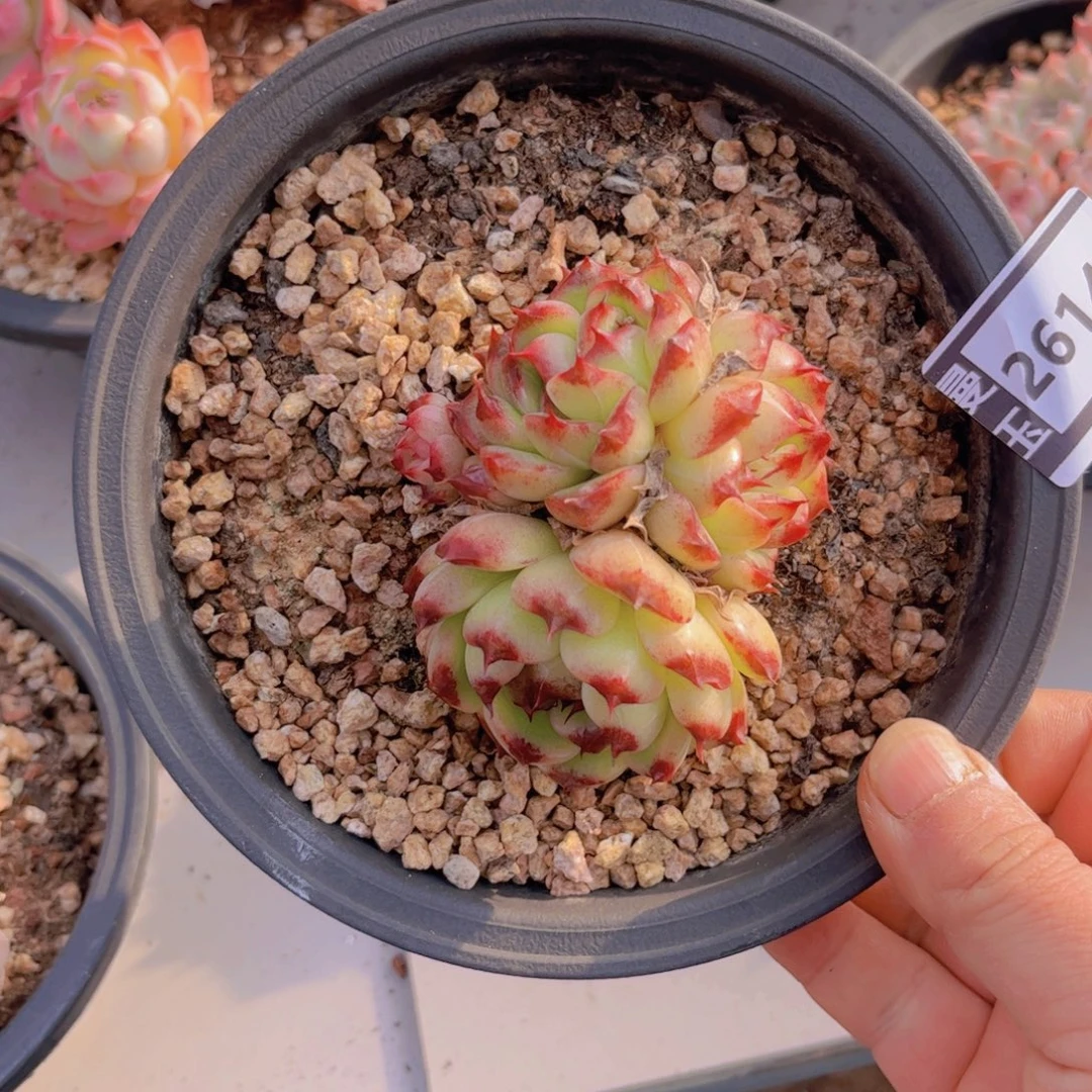 水晶多肉植物26142