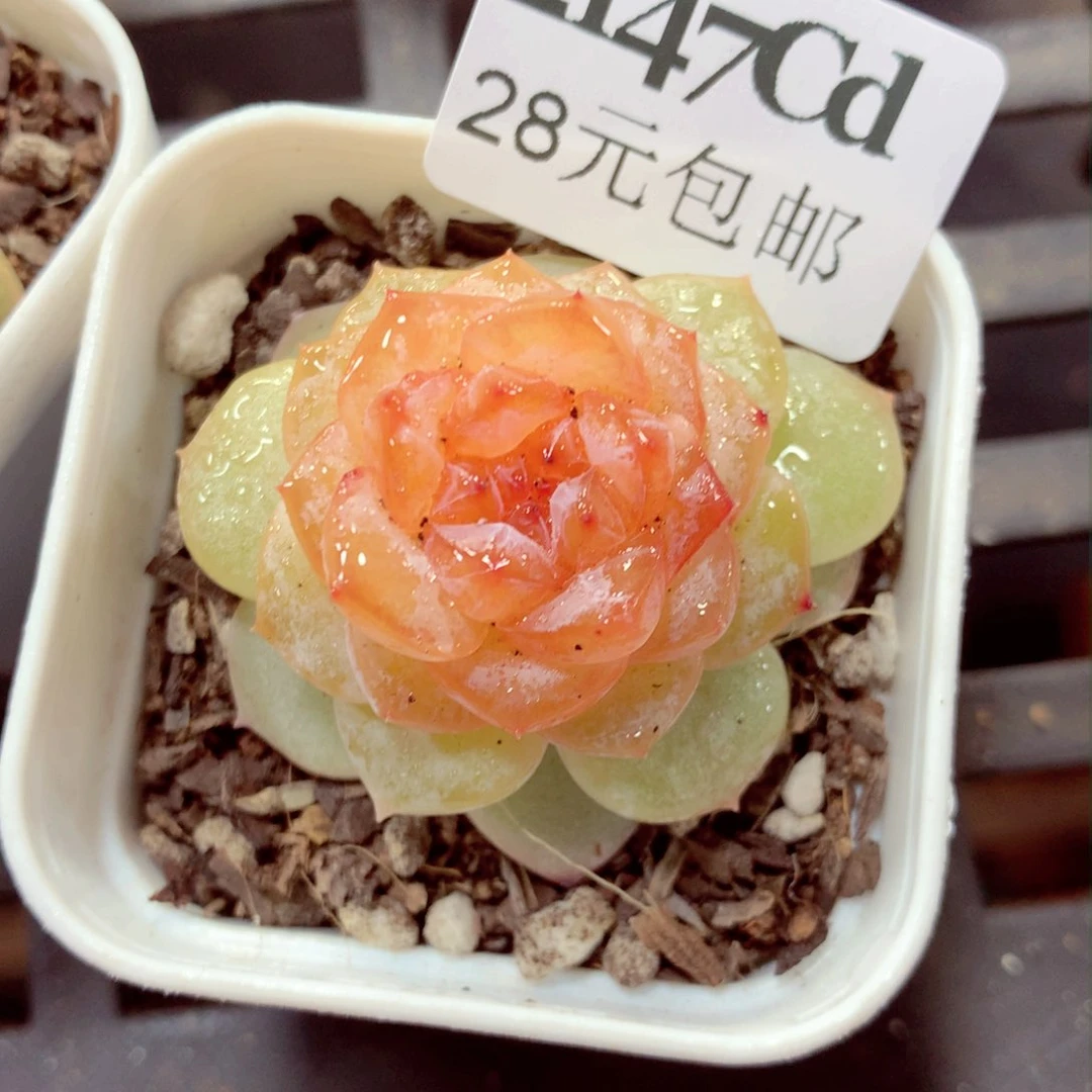 5厘米盆精控多肉2147