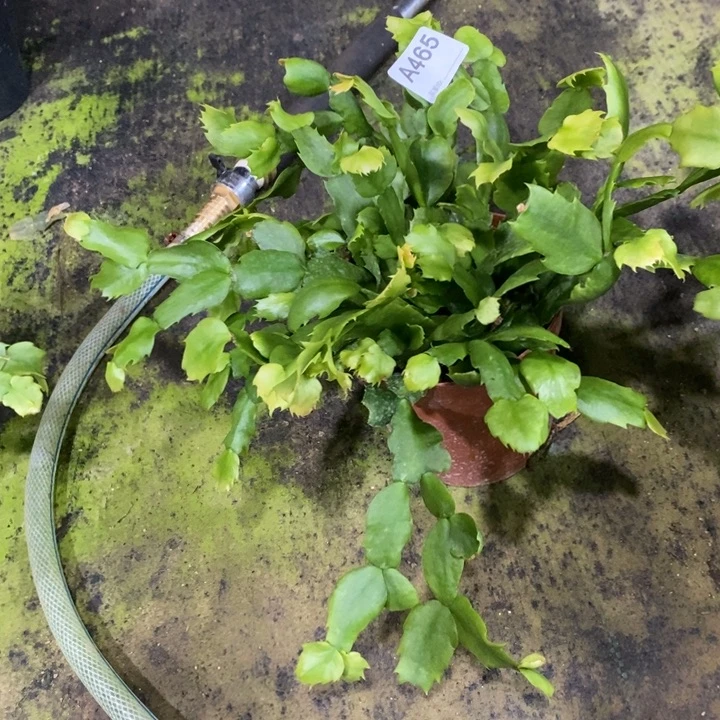 当前无花栽培后可以开花465盆栽035