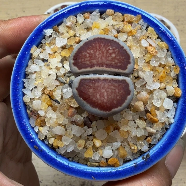 多肉植物的生长紫23
