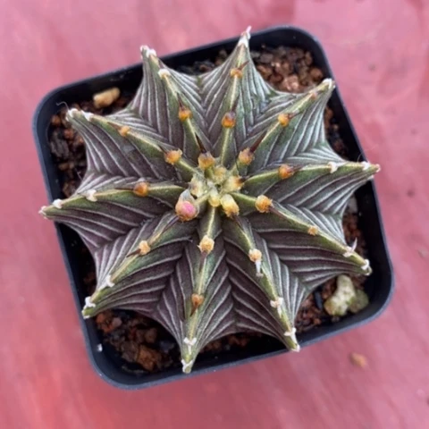 肋骨牡丹5仙人球