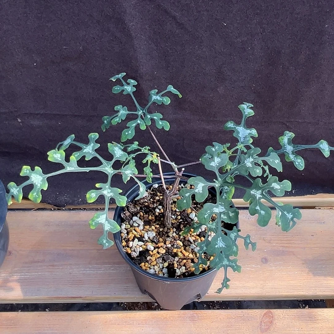 优选蓝宝石，福利漏