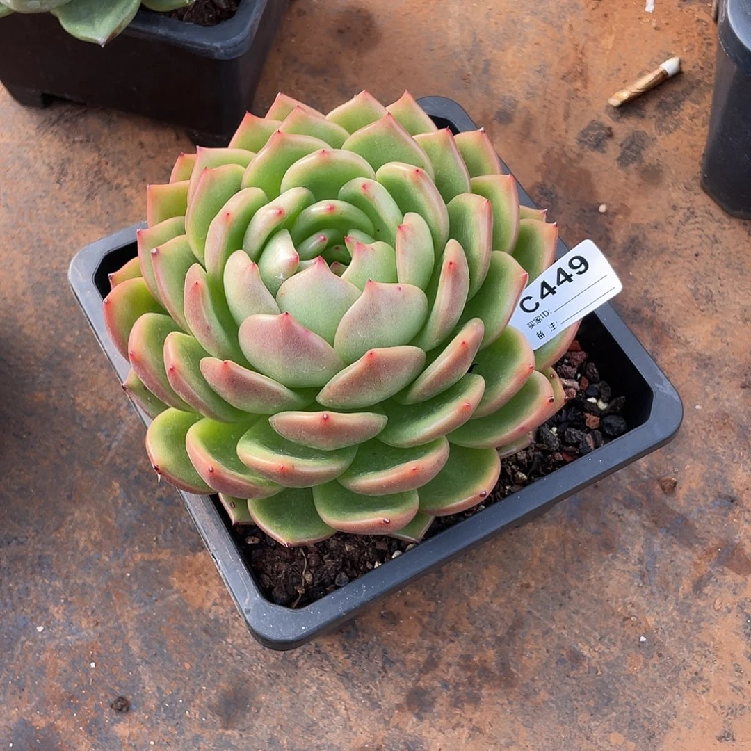 若如东云单拍C449