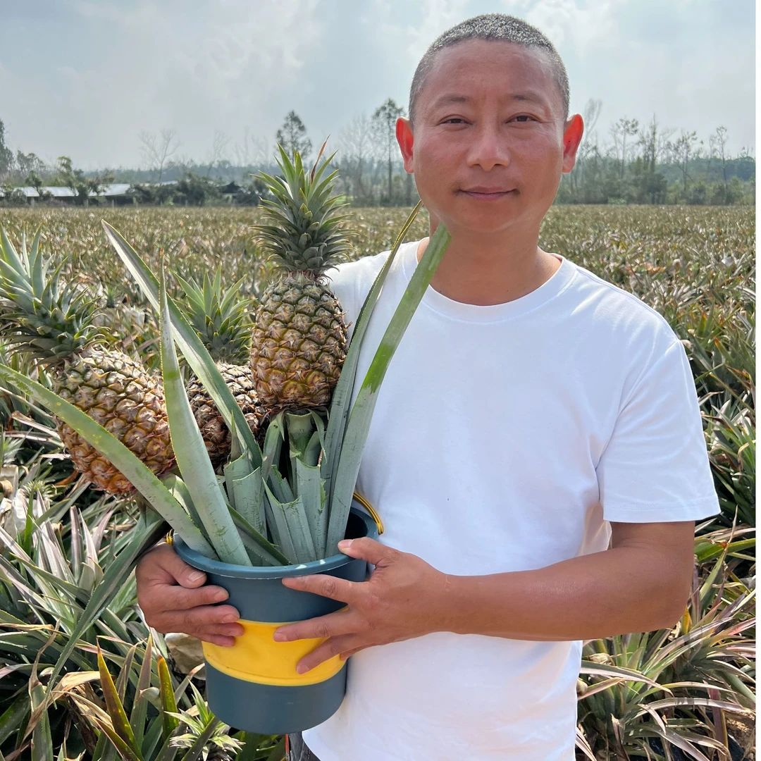 【阿斌生鲜】海南金钻凤梨水果果园直供新鲜热带应季水果精选现摘