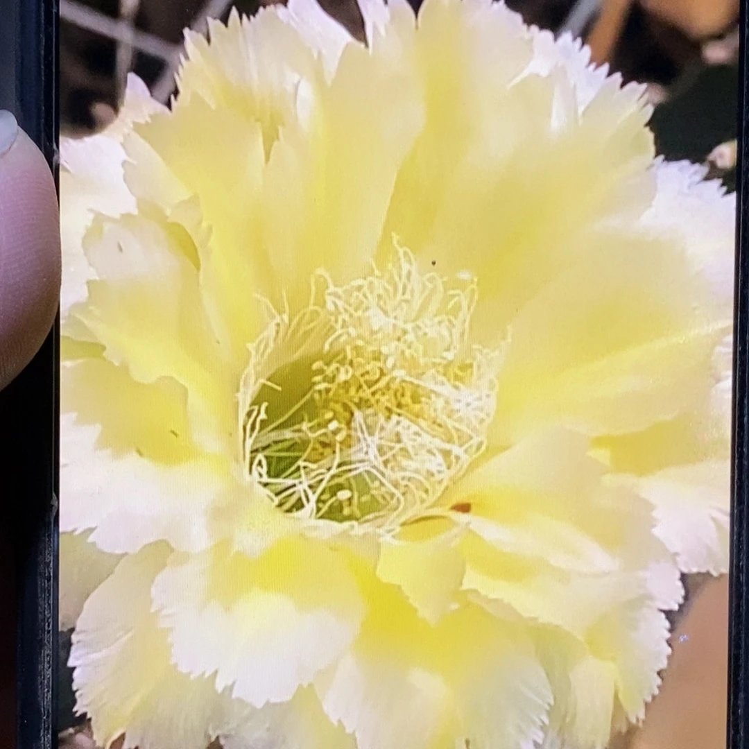 彩梨花洛侧芽歪4公分