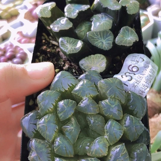 无花朵1336，冰灯万象