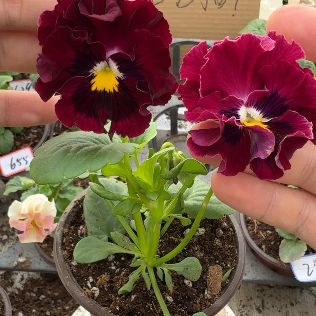 大部分花苞少量开放606