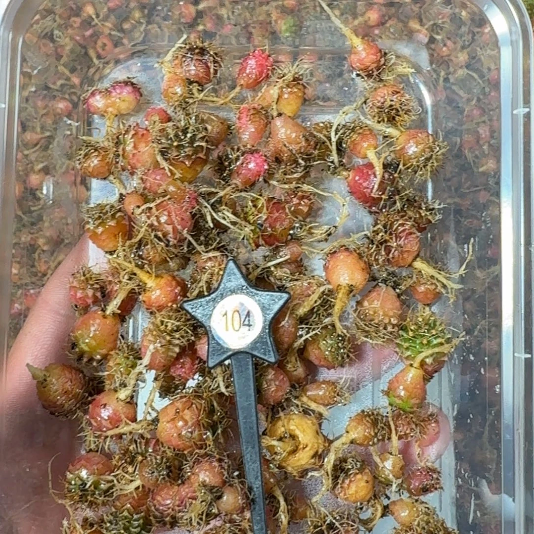 米哈实生自然锦练手球104