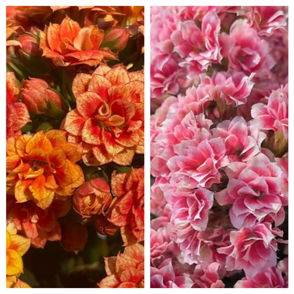 【银丝雀+圣诞之夜】 大花 0℃地区请拍保温，不拍冻坏不赔