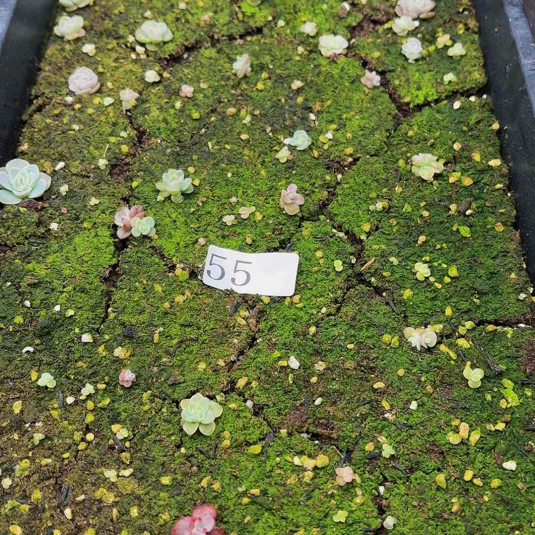 多肉植物多肉植物55