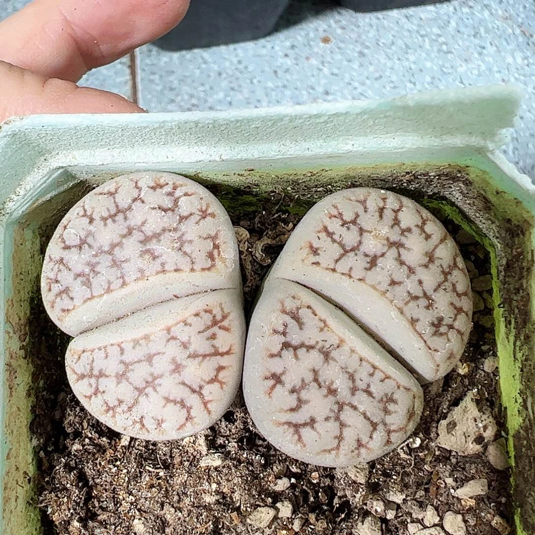 无花朵荒玉母本脱土发…………………………
