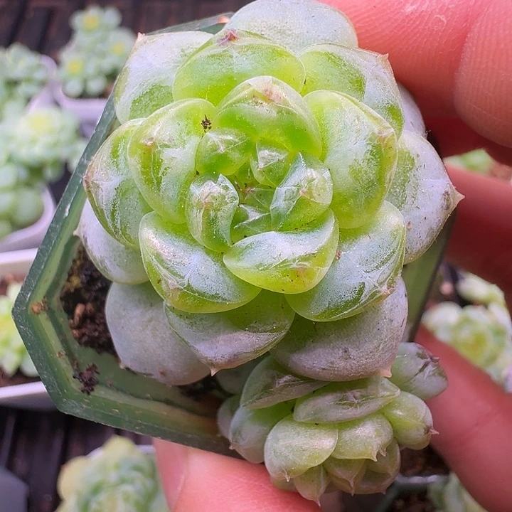 飘枝甜心双头福利