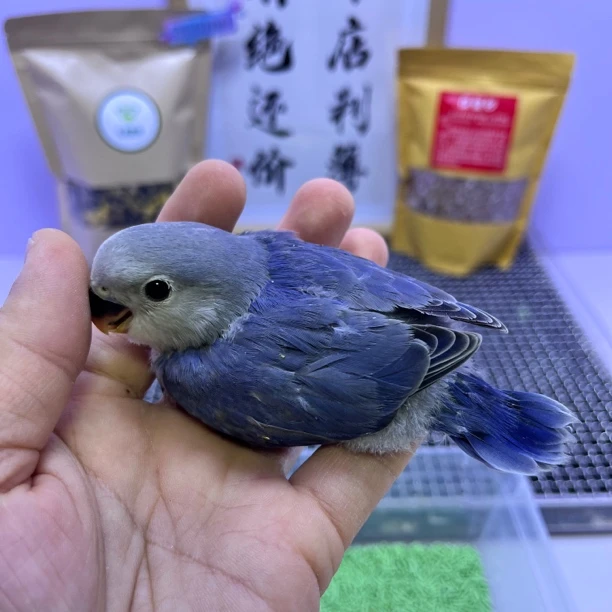 精品高纯重色紫罗兰公L35117-桃面鹦鹉