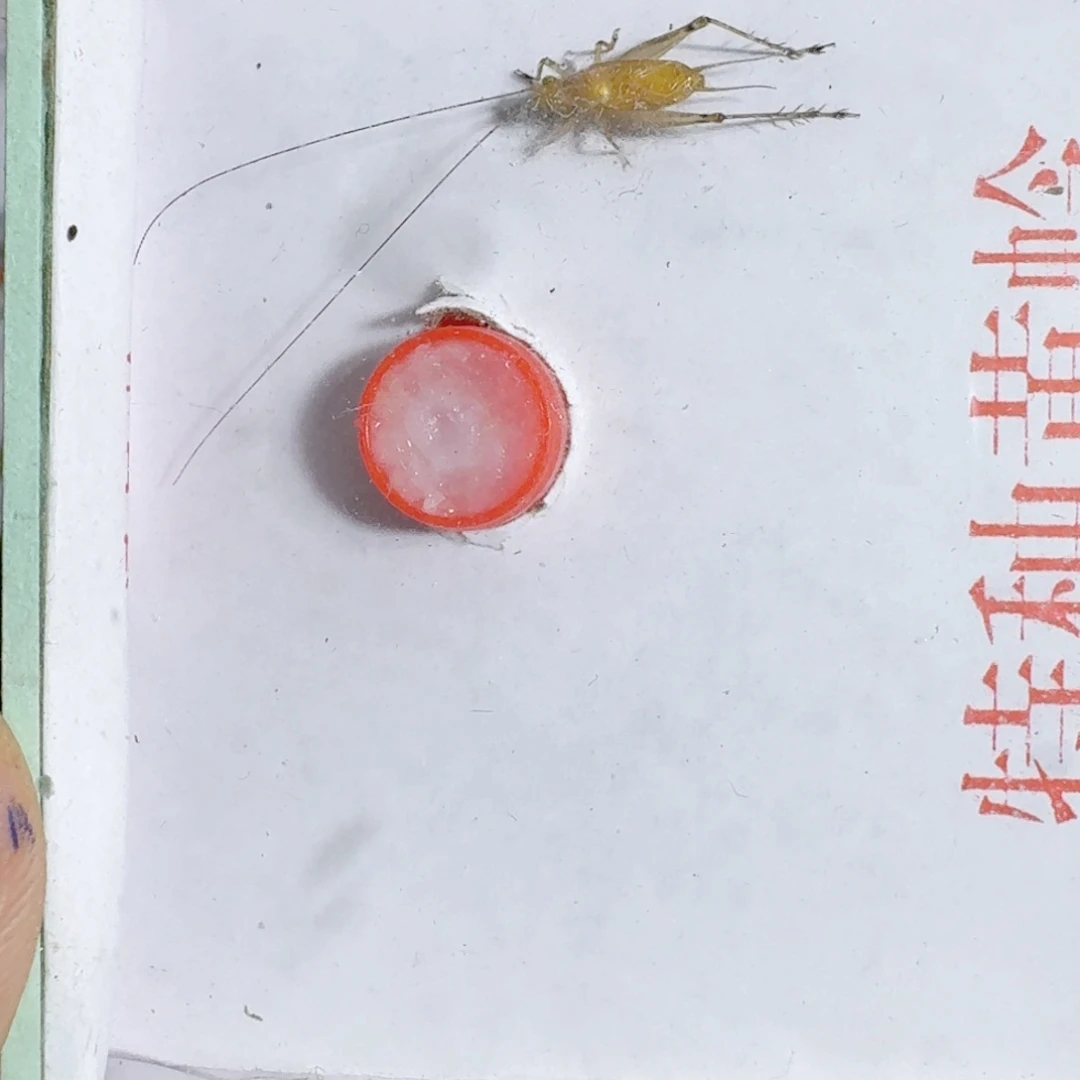 陈***玺蟋蟀蝈蝈我在外面吃饭钱钱不