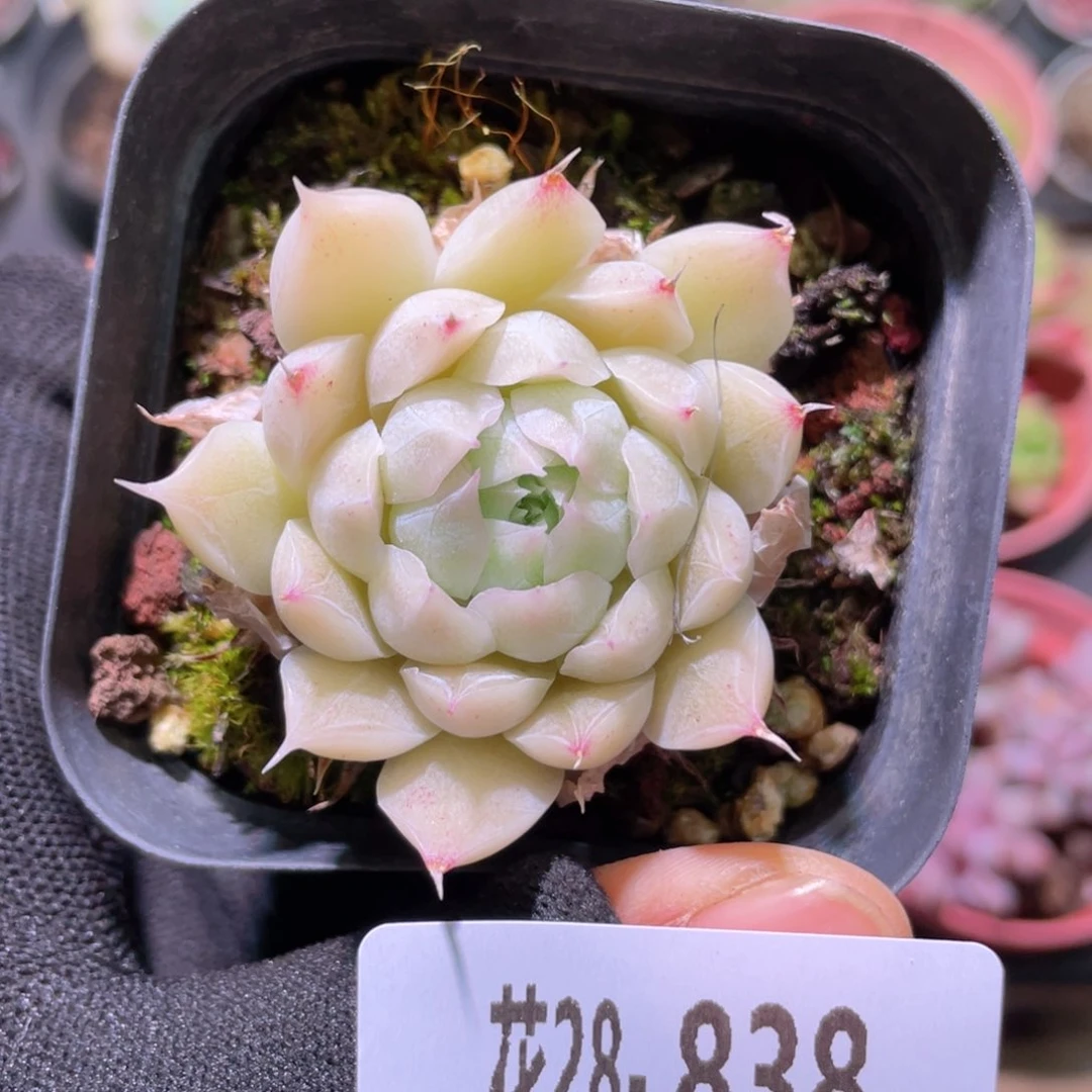 花利美28-838紫霞仙子