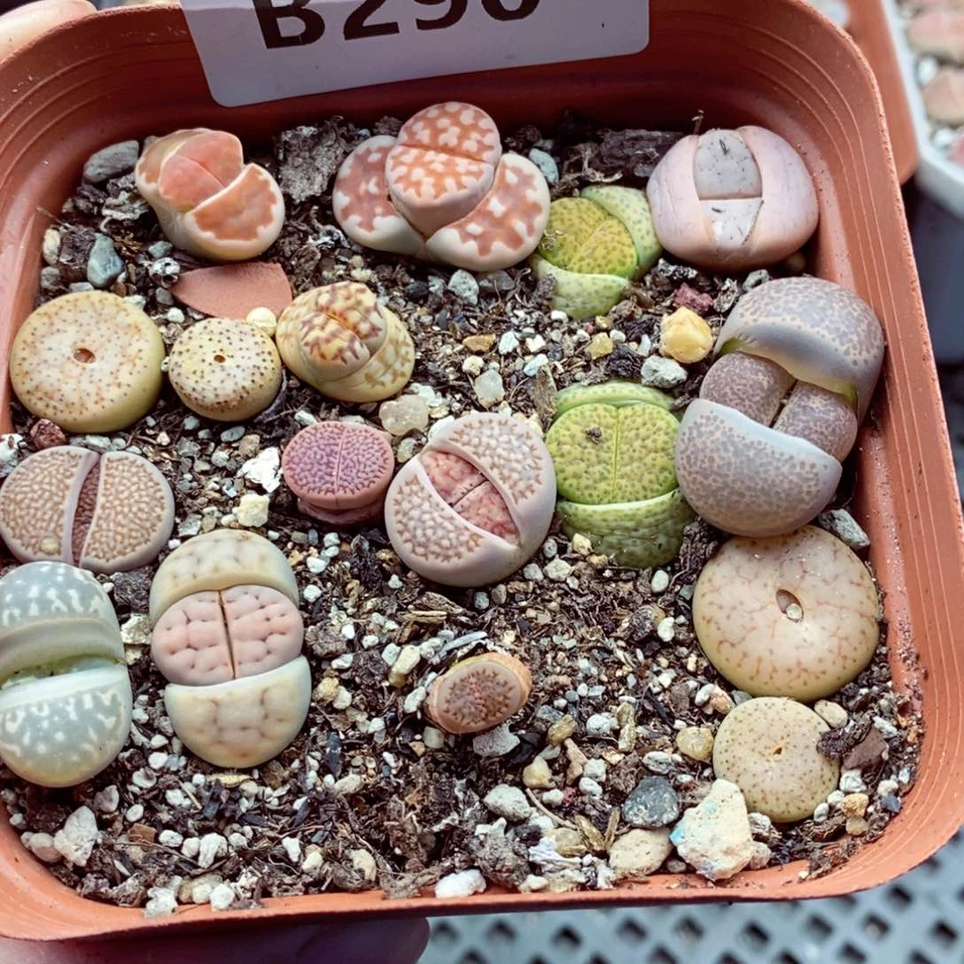 290。