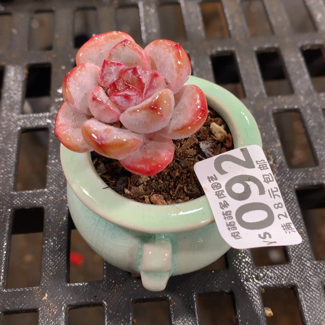 肉萌萌拇指盆精控多肉YS092