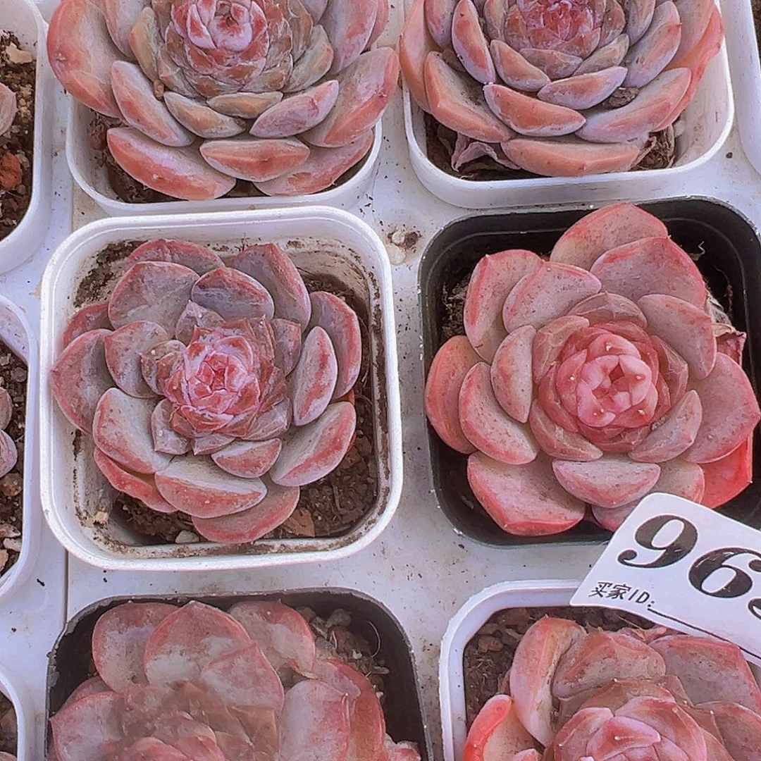 糖心963多肉19包邮多肉