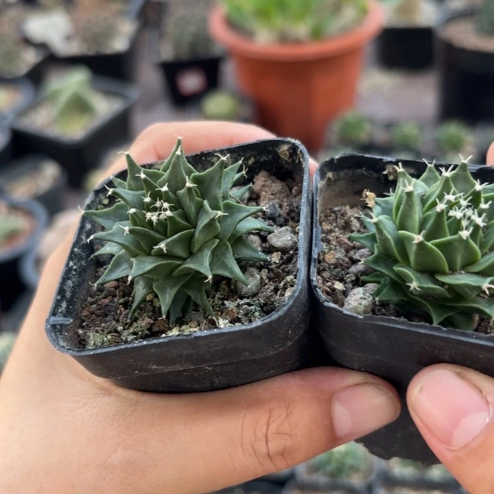 二个实生帝冠好养