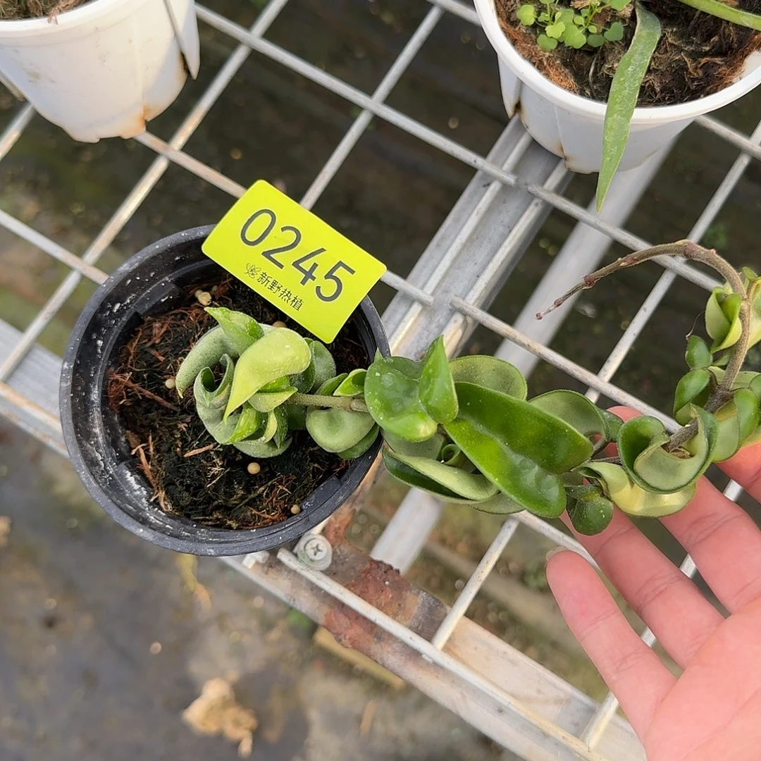 开***珑完全开放0245卷叶