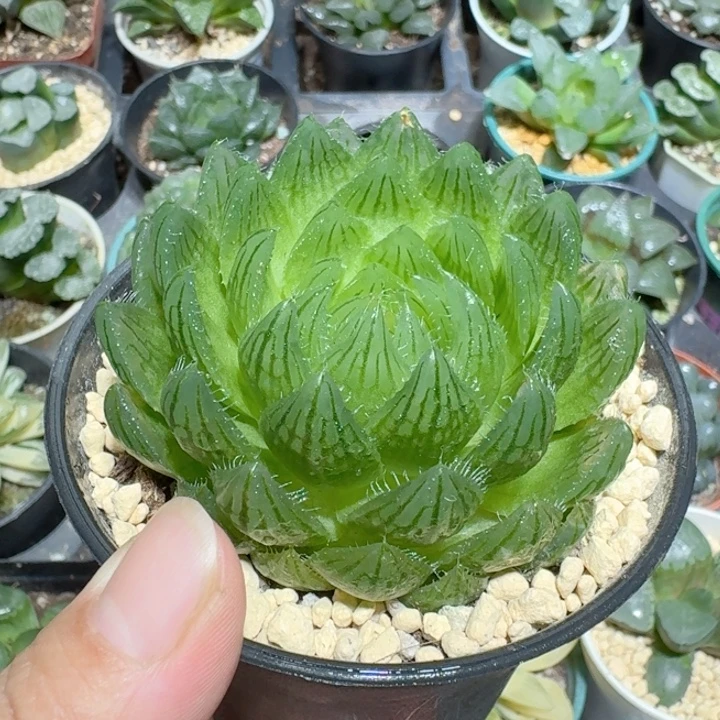 十二卷玉露大颗樱水晶