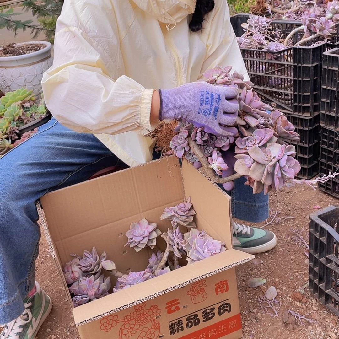 中号纸箱紫乐19.8 多肉植物