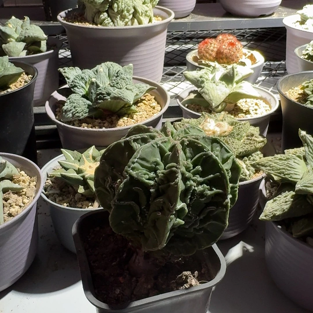 西***堂一物一拍所见即所得