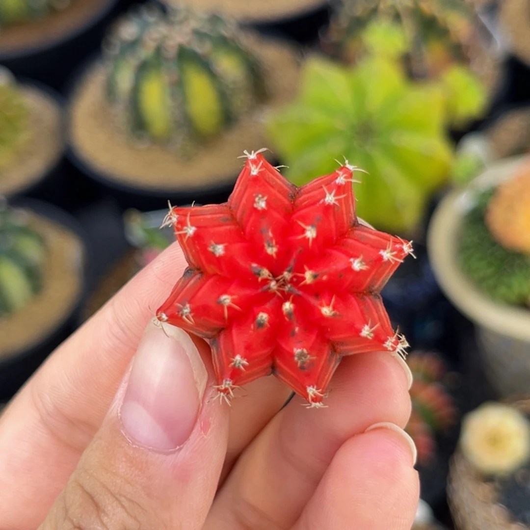 血腥玛丽 米哈仙人球