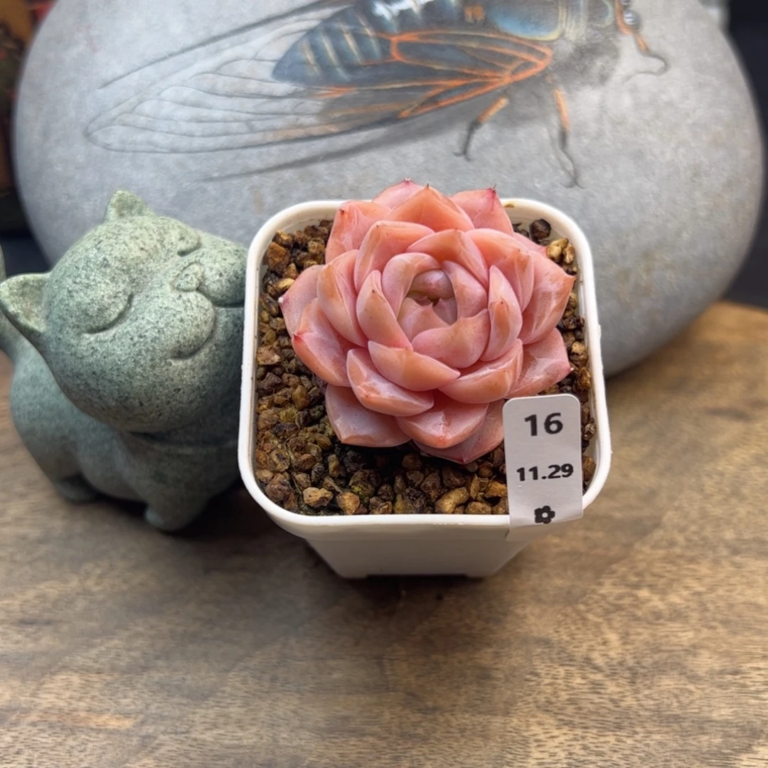 好好看16、哈哈哈哈