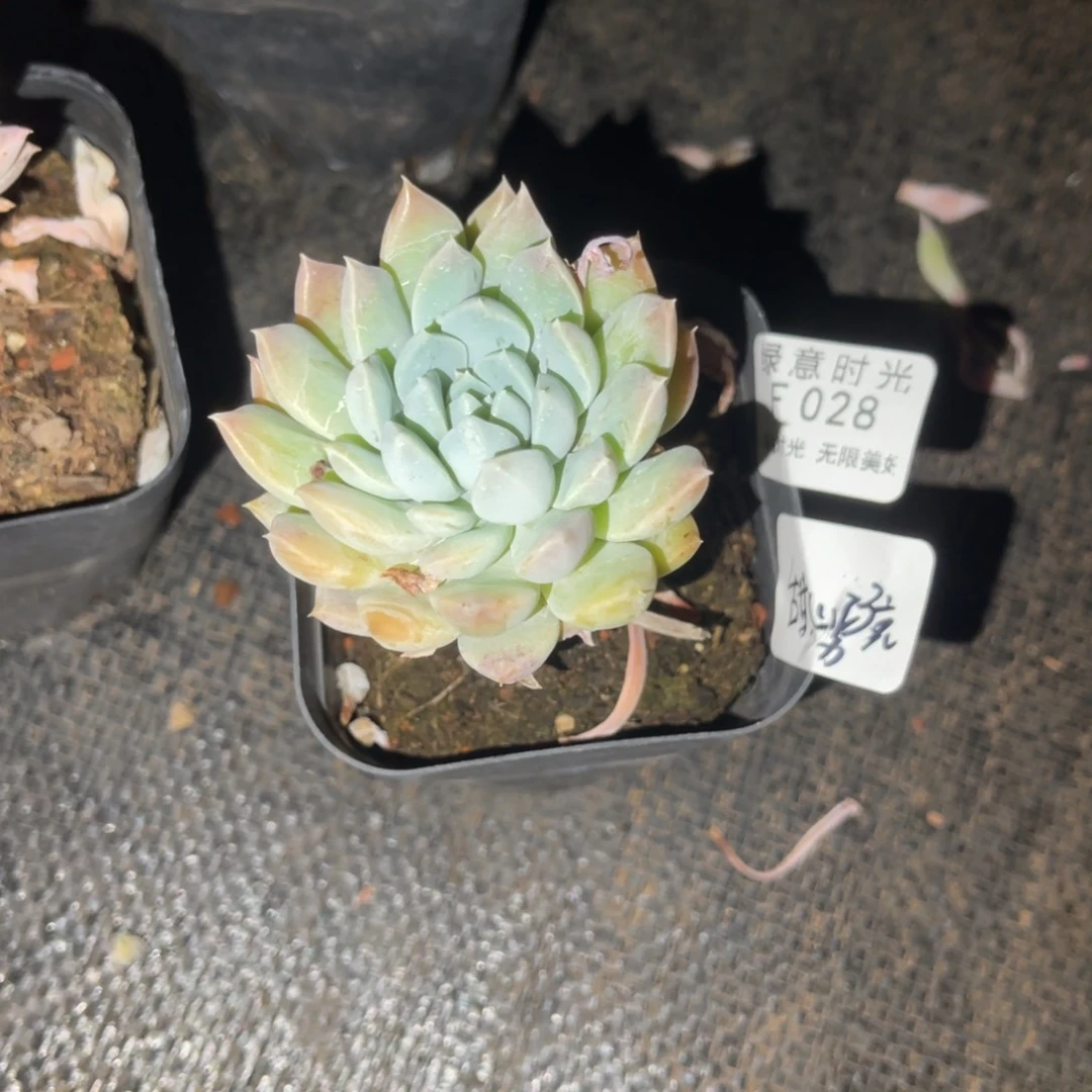 甜***力028 带陶瓷盆发货 满28包邮