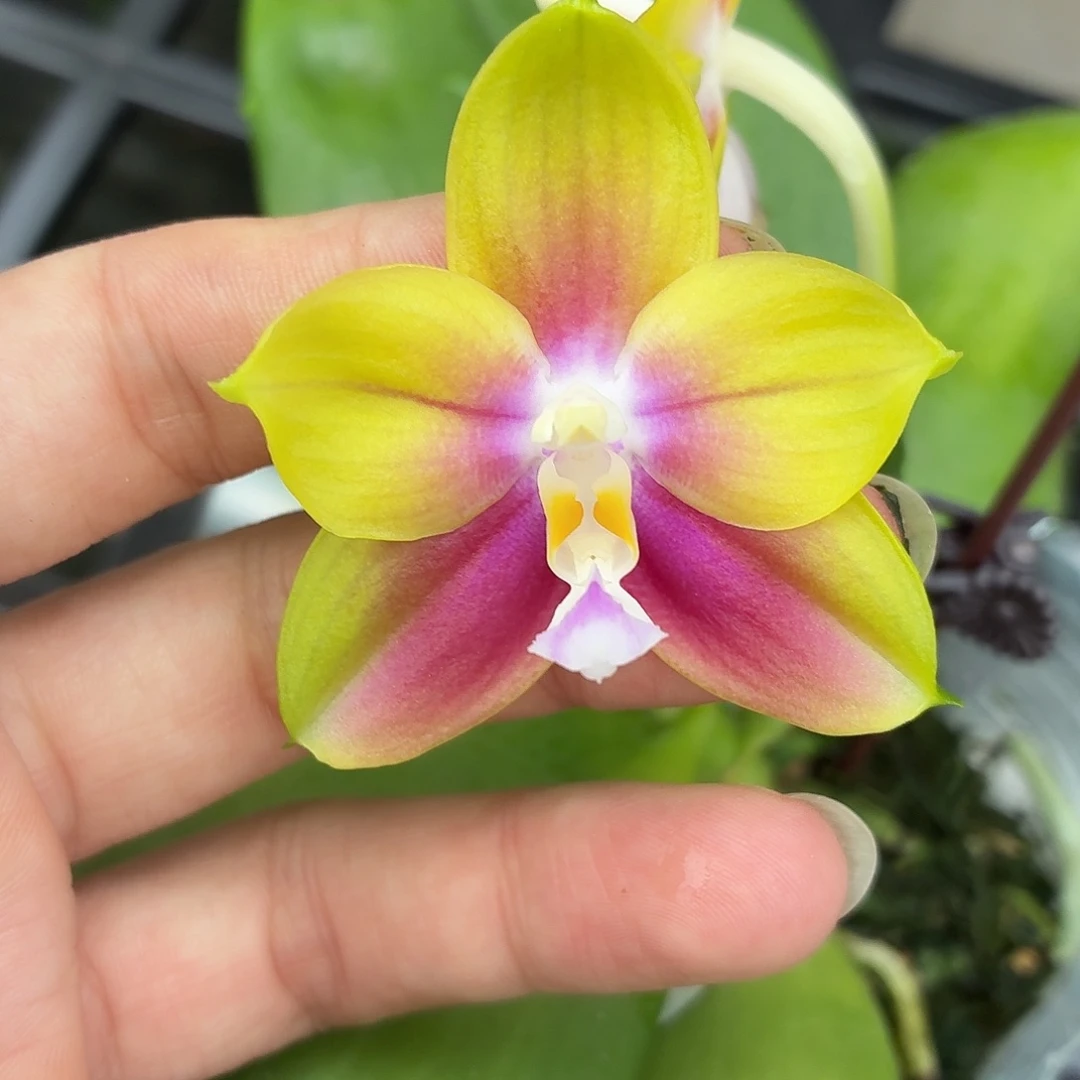 当前无花朵，栽培后可花朵A055春雨彩虹