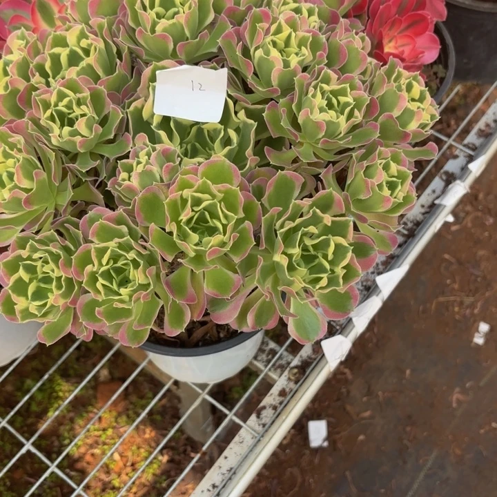 云南雨花石好看12号