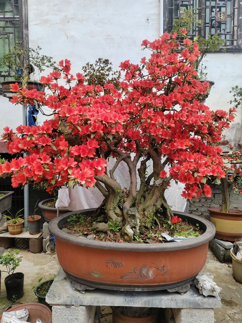映山红盆栽花卉净化空气耐寒庭院风景植物
