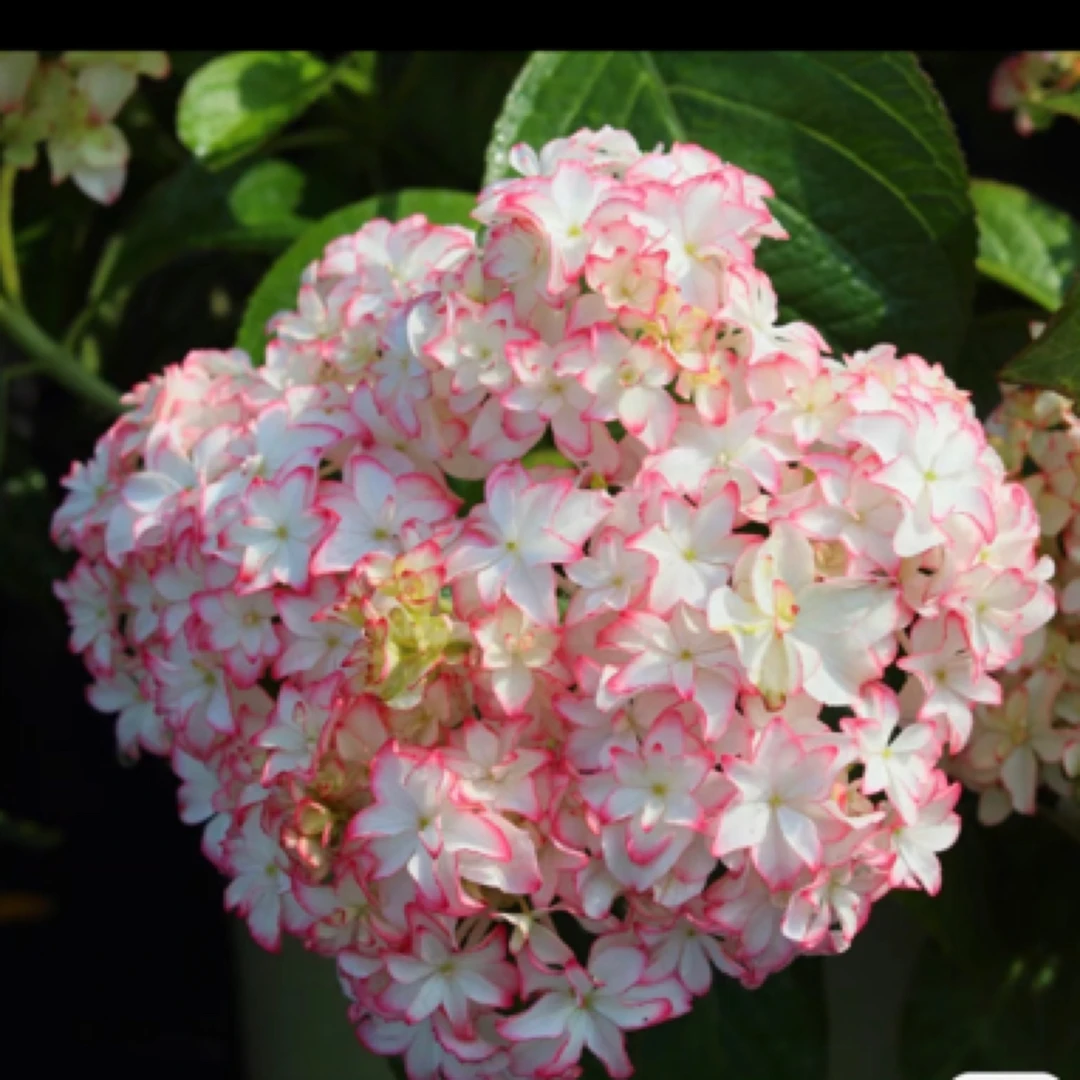 【卡伦】绣球花盆栽庭院阳台植物新手易养护喜水花卉