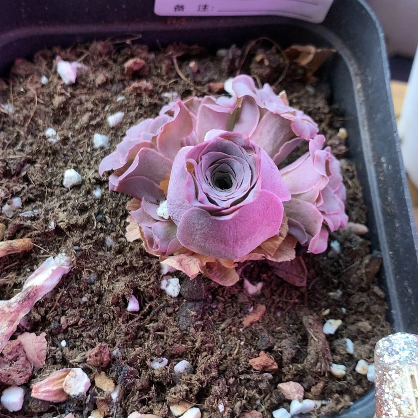 【闪购商品】?***&锦书698