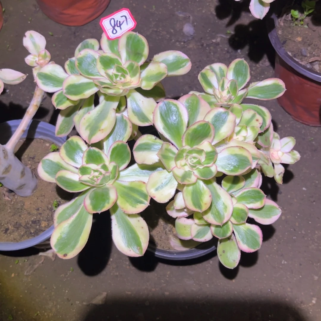 847多肉植物燕姿锦