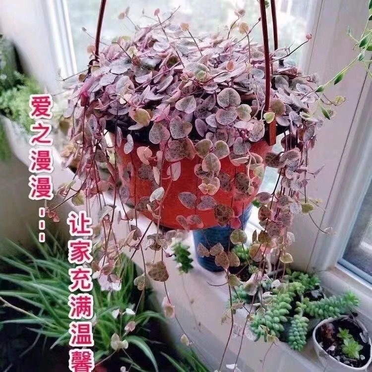 爱之蔓多肉吊兰室内阳台花卉盆栽好养活四季耐旱绿植