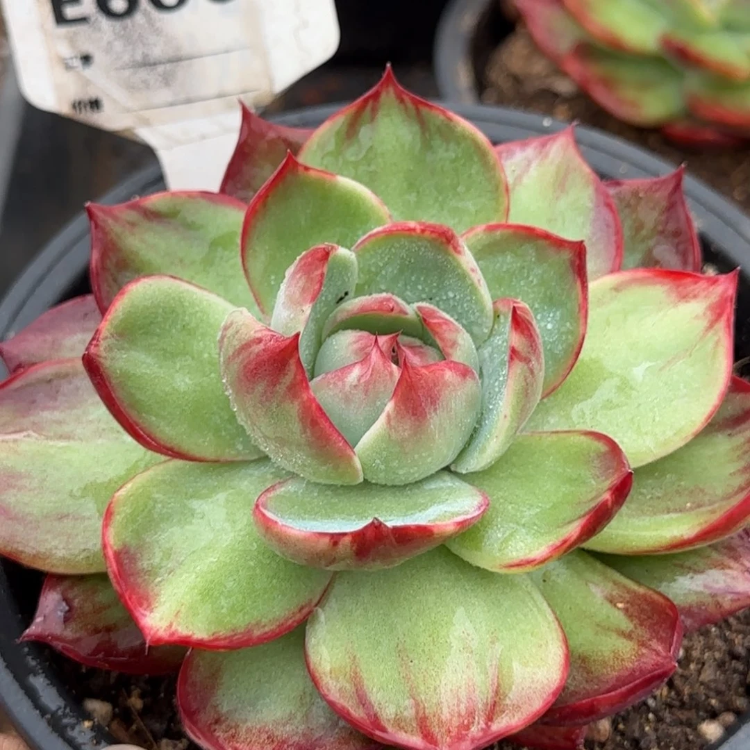 惊鸿一物一拍包装收缩花旱606