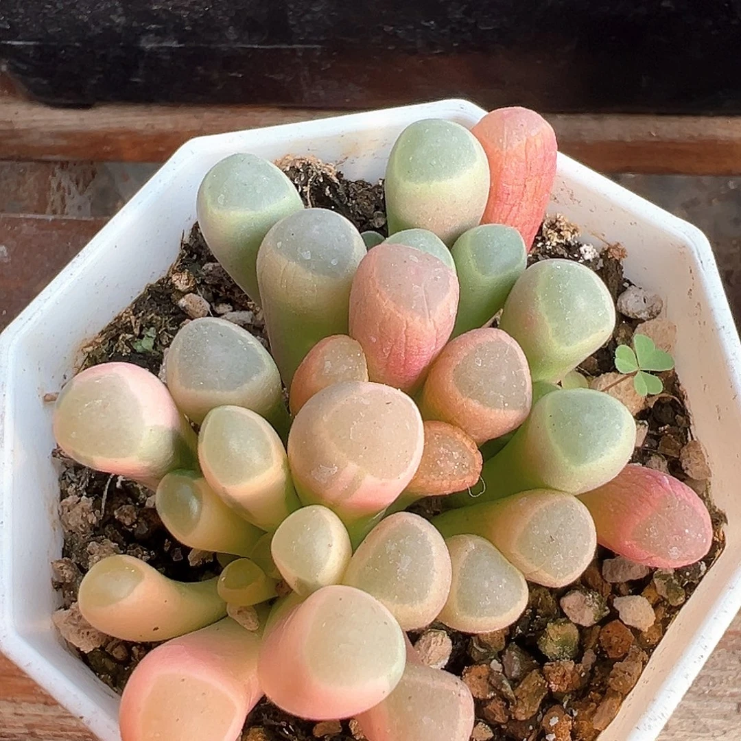 五十铃玉锦小方花圃一物一拍